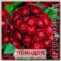 Гвоздика турецкая Дэш Кримсон, 100 драже Профессиональная упаковка