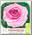 Роза Флорибунда БОНИКА, 1 шт.