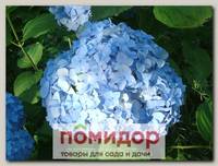 Гортензия крупнолистовая ВИКОНТЕС ДЕ ВИБРЭ, 1 шт.