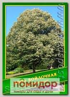 Липа Войлочная, 1 г (8 шт.)