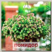 Орегано декоративное Киригами, 100 шт. Профессиональная упаковка