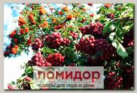 Рябина ГРАНАТНАЯ, 1 шт.