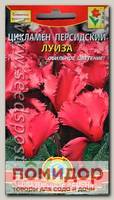 Цикламен персидский Луиза, 3 шт.
