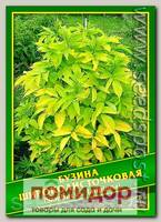 Бузина Широколисточковая, 0,1 г (55 шт.)
