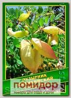 Пузырник Киликийский, 0,1 г (5 шт.)