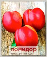 Слива ПИОНЕРКА, 1 шт.