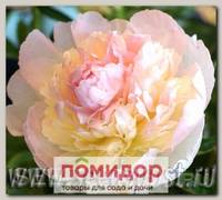 Пион травянистый FAIRY'S PETTICOAT, 1 шт.