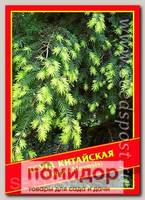 Тсуга Китайская, 10 шт.