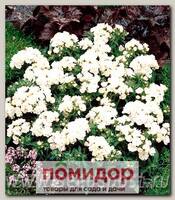 Флокс друммонди Промис Вайт, 100 шт. Профессиональная упаковка