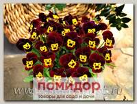 Фиалка рогатая Эдмаер Руби Голд, 100 шт. Профессиональная упаковка
