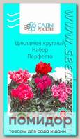Цикламен крупный Набор Перфетто, 3 шт.