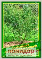Боярышник Перистонадрезанный, 1 г (18 шт.)