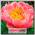 Пион травянистый PINK HAWAIIAN, 1 шт. NEW