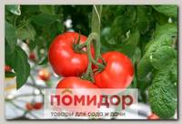Томат Таганрог F1 Элит мини, 20 шт. Профессиональная упаковка