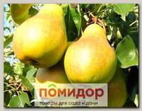 Груша ЛАДА, 1 шт.