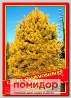 Сосна Обыкновенная «Aurea», 5 шт.