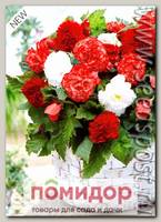 Бегония RED/WHITE/MARMORATE MIX, 5 шт. NEW
