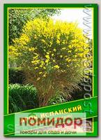 Дрок Испанский, 1 г (22 шт.)