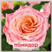 Роза Премиум ВЕНЕЦИЯ, 1 шт. NEW