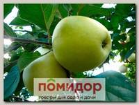 Яблоня обыкновенная АНТОНОВКА, 1 шт.