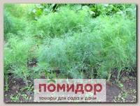 Укроп Кутузовский Элит мини, 15 г Профессиональная упаковка