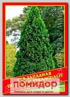 Туя Западная «Douglasii Pyramidalis», 0,3 г