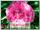 Пион травянистый THE FAWN, 1 шт.