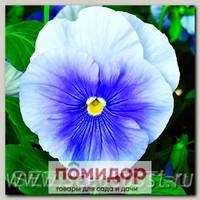 Виола крупноцветковая Дельта Пьюр Лайт Блю, 100 шт. Профессиональная упаковка