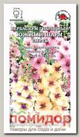 Вербаскум гибридный Южный шарм, 3 шт. PanAmerican Seeds