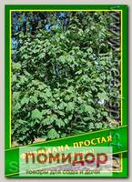 Фирмиана Простая, 1 г (6 шт.)