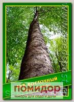 Бук Восточный, 3 шт.