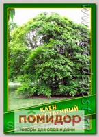 Клен Величественный, 1 г (10 шт.)