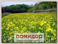 Сидерат (Рапс Яровой), 250 г