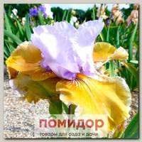 Ирис бородатый AFFAIRE, 1 шт. NEW