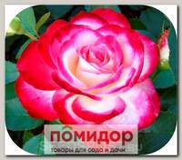 Роза чайно-гибридная КЛУБНИКА СО СЛИВКАМИ, 1 шт. NEW