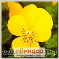 Фиалка рогатая Эдмаер Еллоу, 100 шт. Профессиональная упаковка