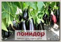 Баклажан Самар F1 Элит мини, 50 шт. Профессиональная упаковка